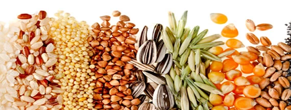 Harvest Period Has Begun